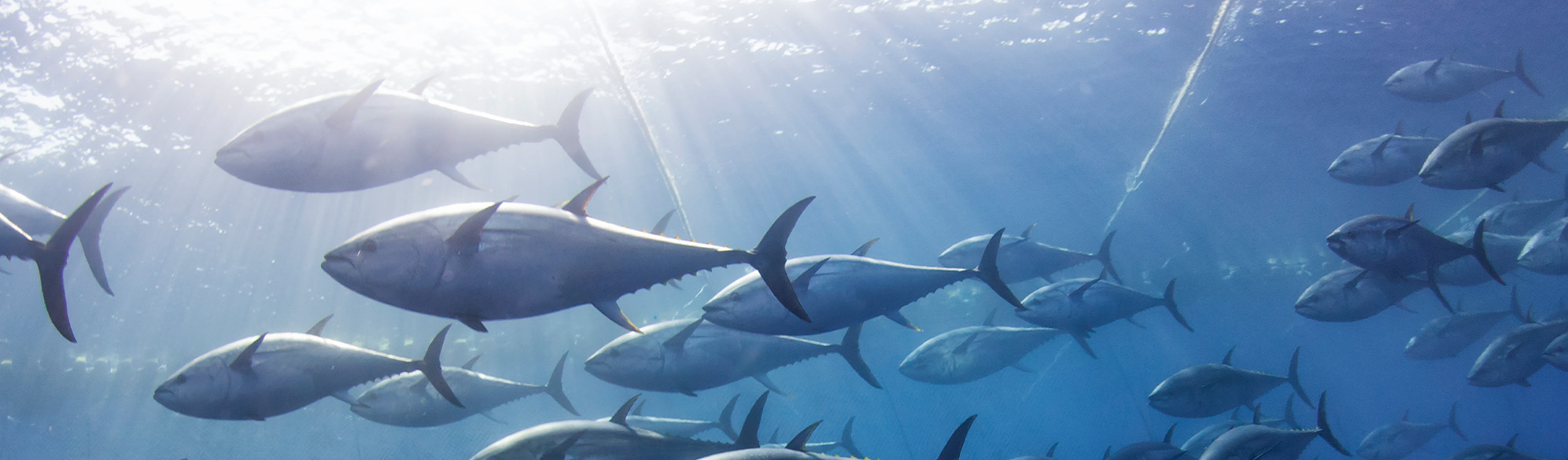 School of fish swimming in water